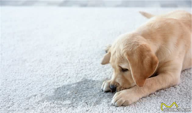 养大型犬为什么一定要挤肛门腺？这几个后果，主人一定要清楚