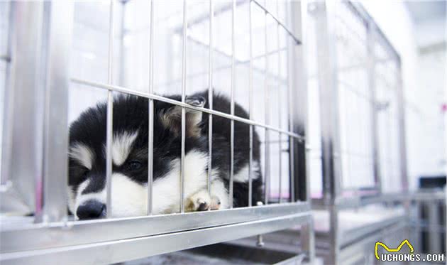 养大型犬为什么一定要挤肛门腺？这几个后果，主人一定要清楚