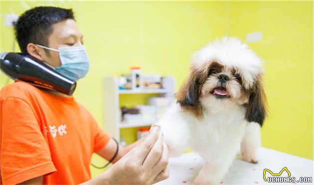 养大型犬为什么一定要挤肛门腺？这几个后果，主人一定要清楚