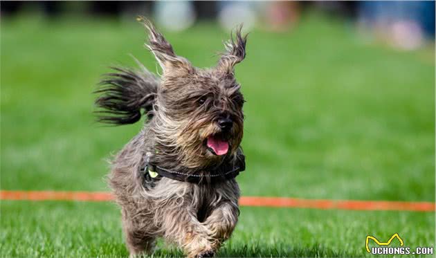 养大型犬为什么一定要挤肛门腺？这几个后果，主人一定要清楚