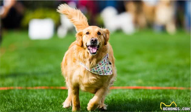 养大型犬为什么一定要挤肛门腺？这几个后果，主人一定要清楚