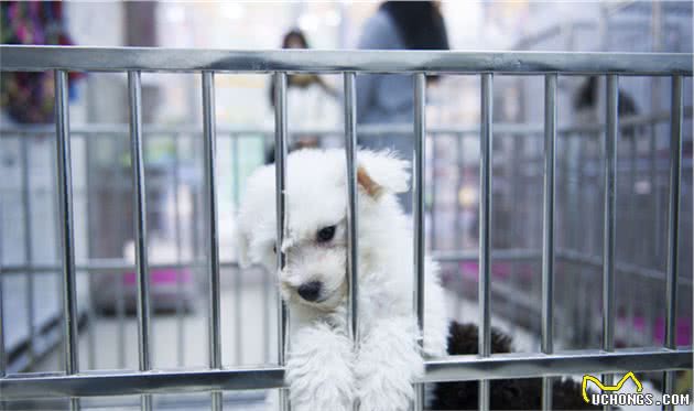 养大型犬为什么一定要挤肛门腺？这几个后果，主人一定要清楚