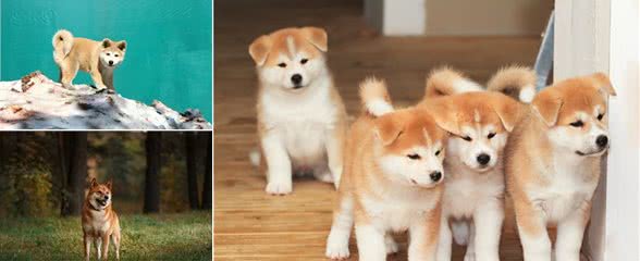 养狗第一课幼犬训练与准则
