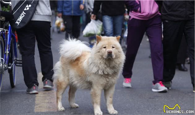 狗狗走失后，会如何寻找主人？