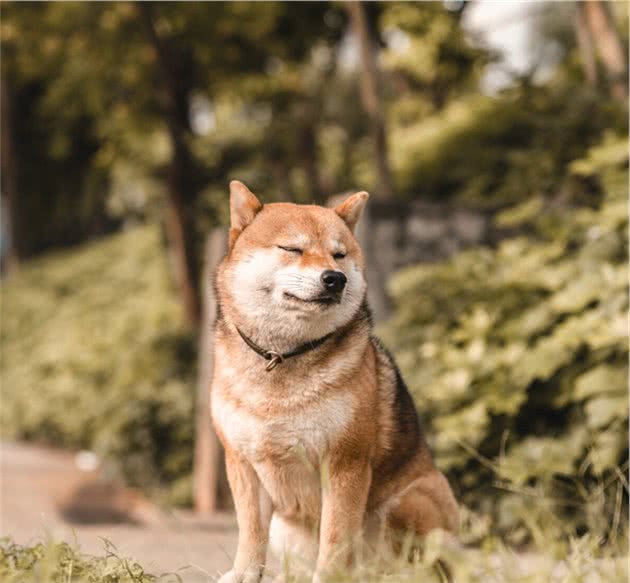 狗狗分离焦虑症是如何产生的，该如何避免