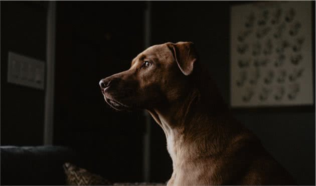 狗狗屁股有血太吓人了，狗狗屁股出血找不到伤口