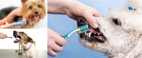 你还没给狗狗刷过牙？帮狗狗刷牙，其实是在替自己省钱