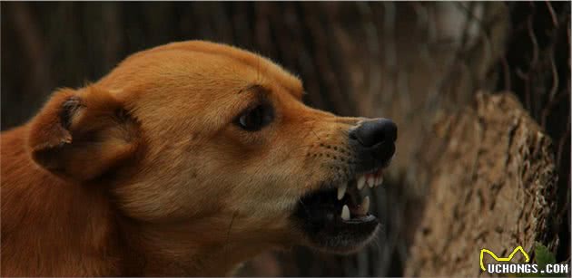 天气越热狗狗越暴躁说法是真的，研究表明气温对犬只攻击性有影响