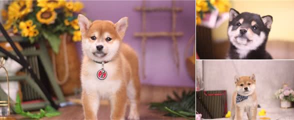 柴犬和秋田犬的区别！怎样辨认柴犬呢？