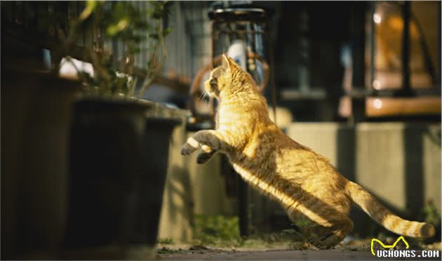 有限自由的宠物猫，无限自由的流浪猫，到底谁更幸福呢？