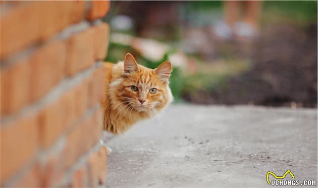 有限自由的宠物猫，无限自由的流浪猫，到底谁更幸福呢？