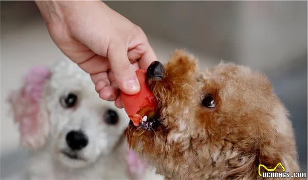 人类摸狗狗肚子时，在它们眼中会有这些意思