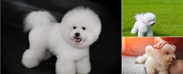 比熊犬那么依赖主人，是因为食物，还是真有感情？
