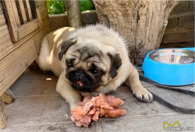 兽医提醒：如果不定期给巴哥犬挤肛门腺，后果很严重