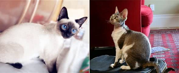 最值得养的6种猫咪，好养又不掉毛，你家猫在其中吗？