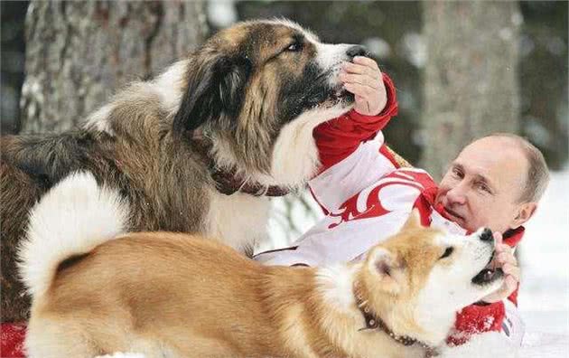 狗狗的这些动作，出现越多，证明你对它越重要