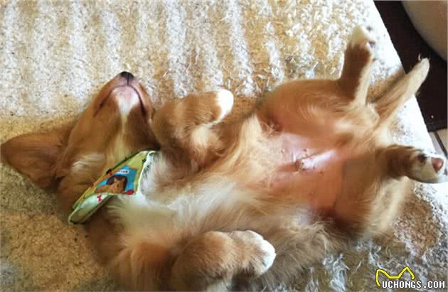 狗狗的这些动作，出现越多，证明你对它越重要