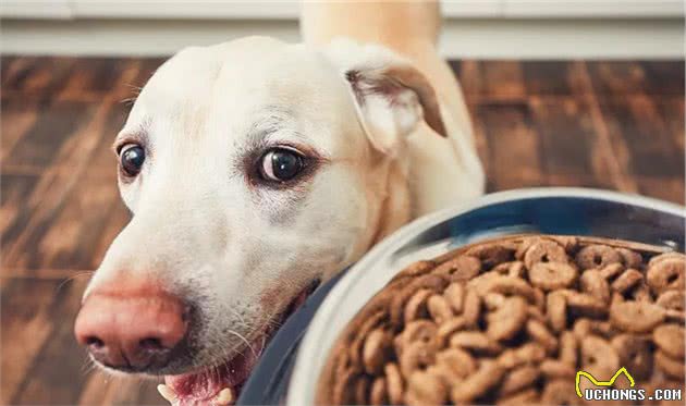 狗狗的这些动作，出现越多，证明你对它越重要