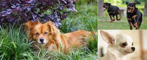 狗都有独占个性，你家爱犬的独占个性表现突出吗？