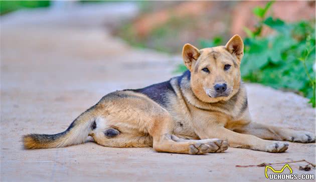 汗王犬—长白山区最土著的优秀猎犬，因跟随努尔哈赤而成名