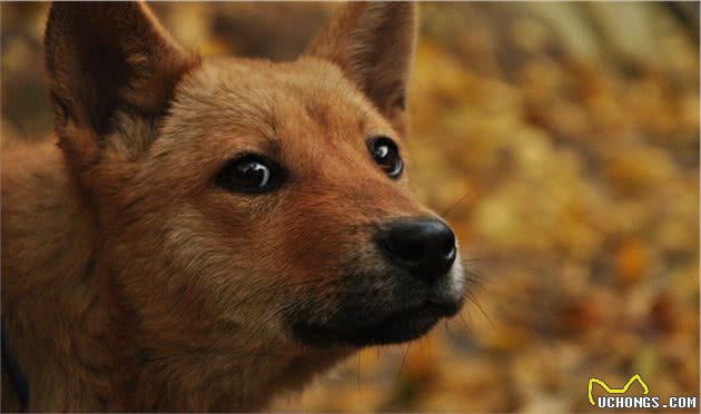 汗王犬—长白山区最土著的优秀猎犬，因跟随努尔哈赤而成名