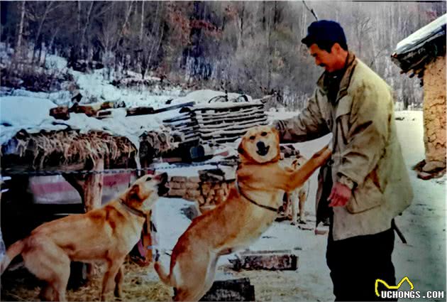 汗王犬—长白山区最土著的优秀猎犬，因跟随努尔哈赤而成名