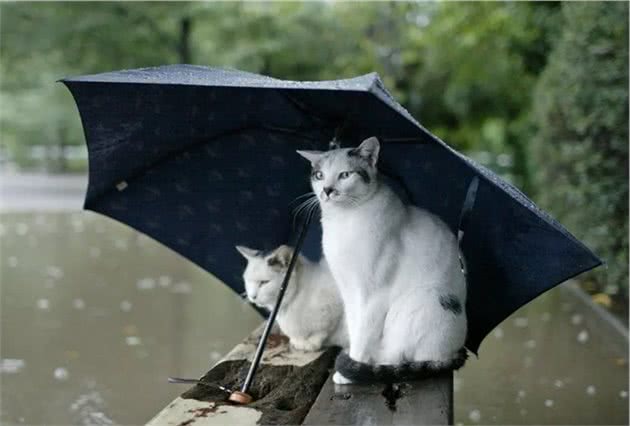 小心！暴雨后你的宠物可能患上这几种病