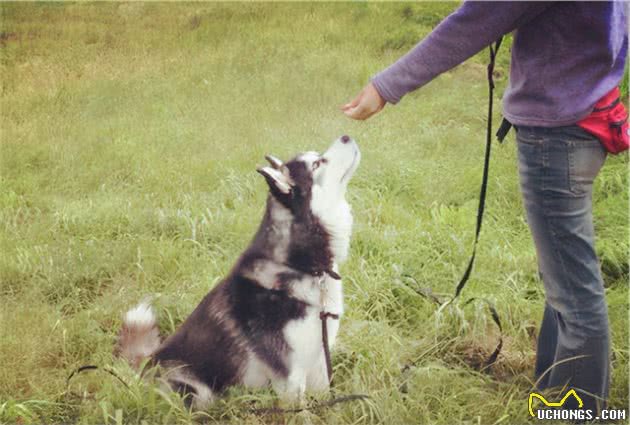 狗狗丢了一般会躲哪里？主人应该怎么找回狗子？