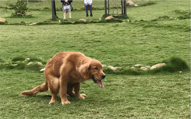 为何狗狗排便前要转圈？原来是隐藏了这些秘密