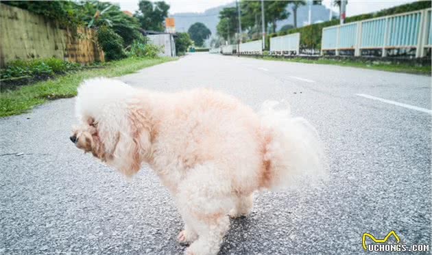 为何狗狗排便前要转圈？原来是隐藏了这些秘密