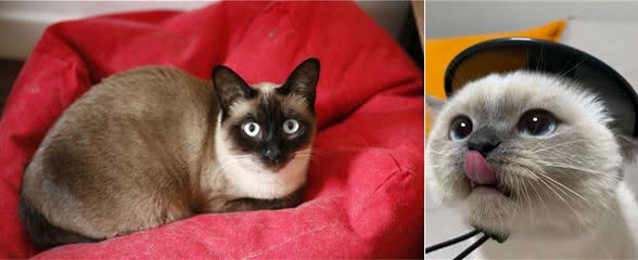 暹罗猫“舔人”的秘密，不一定是喜欢你噢