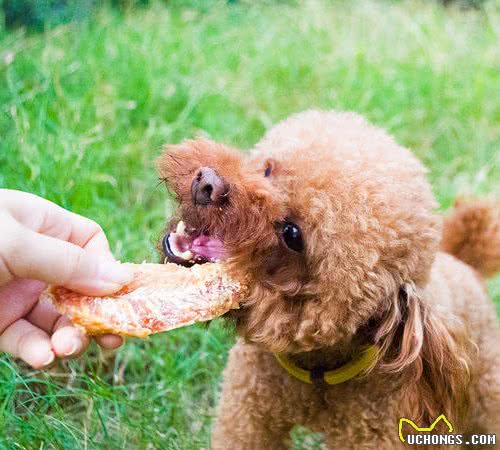 这些狗狗曾经是工作犬！你居然不知道它有多厉害