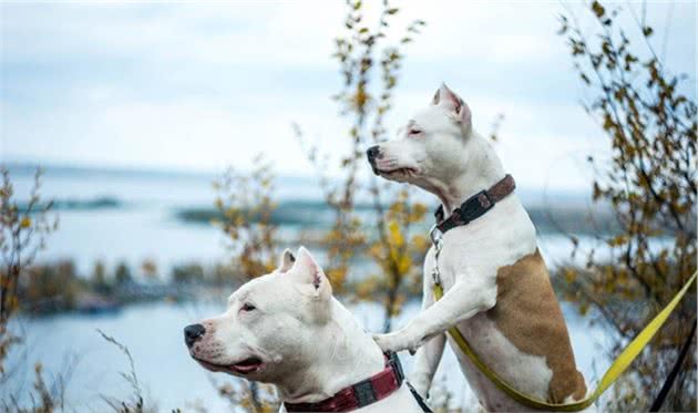 什么是犬脱敏和反调节训练？这两项在宠物训练中起到了什么作用