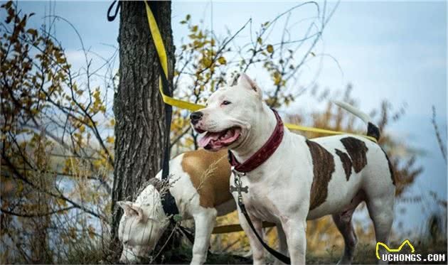 什么是犬脱敏和反调节训练？这两项在宠物训练中起到了什么作用