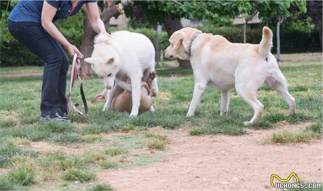 什么是犬脱敏和反调节训练？这两项在宠物训练中起到了什么作用