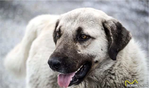 什么是犬脱敏和反调节训练？这两项在宠物训练中起到了什么作用