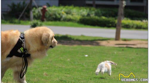 大型犬与小型犬究竟有什么不同？养哪种犬更好一些？