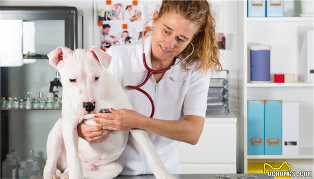 当宠物犬出现体温上升并伴随眼球凹陷的时候它可能得了破伤风杆菌