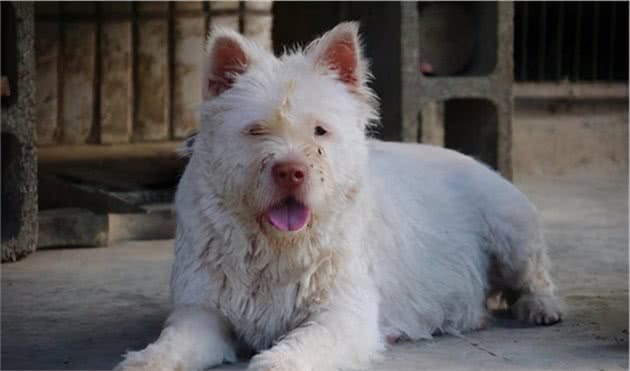 中华名犬下司犬，让你想养又不敢养的原因