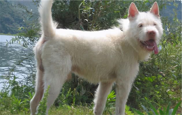 中华名犬下司犬，让你想养又不敢养的原因