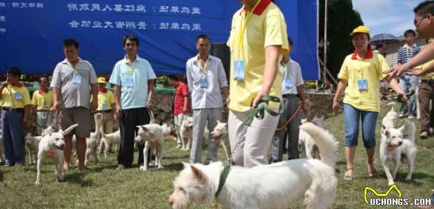 中华名犬下司犬，让你想养又不敢养的原因