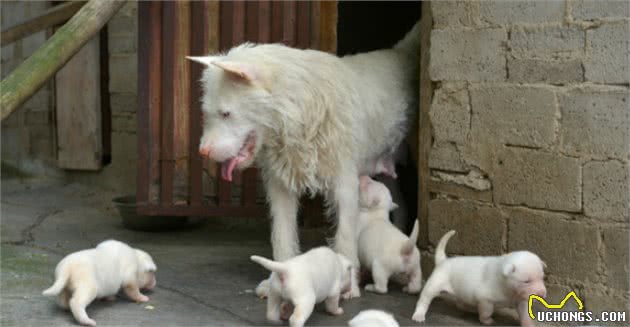 中华名犬下司犬，让你想养又不敢养的原因