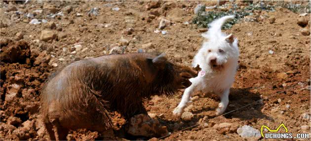 中华名犬下司犬，让你想养又不敢养的原因