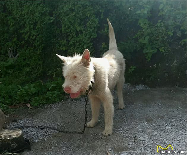中华名犬下司犬，让你想养又不敢养的原因