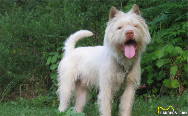 中华名犬下司犬，让你想养又不敢养的原因