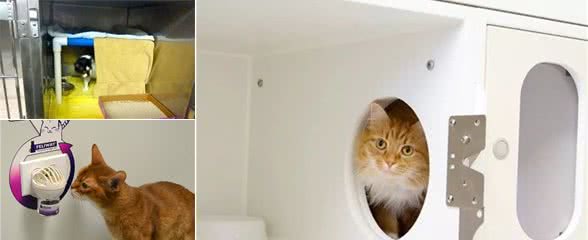 有条件的情况下，如何选择一家适合猫咪的医院？