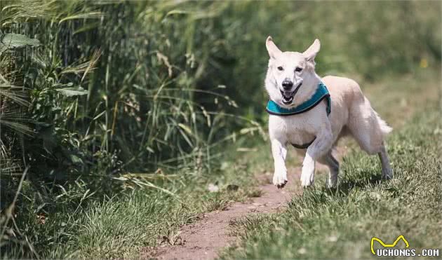 国外喜欢养大狗或巨型犬，但劝你不要随意效仿，养大狗不容易啊