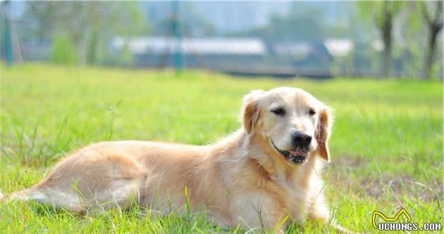 爱犬掉毛怎么破？几个小常识轻松拯救主人顾虑