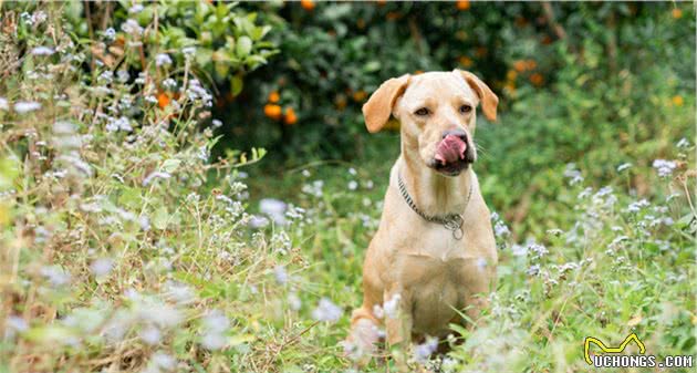 爱犬掉毛怎么破？几个小常识轻松拯救主人顾虑