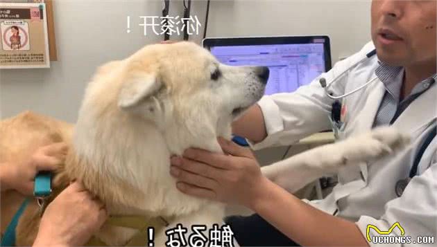 养狗要看的几个训练，让自己摆脱“心累”，轻松养狗！